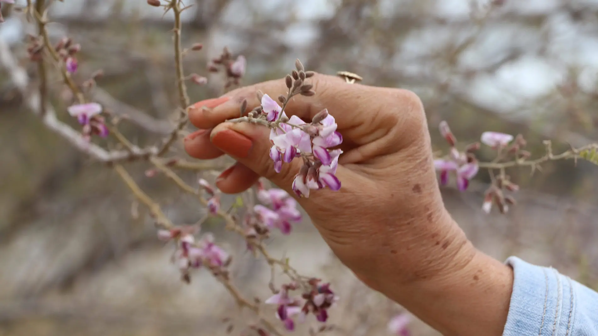 Flor de árbol de palo fierro